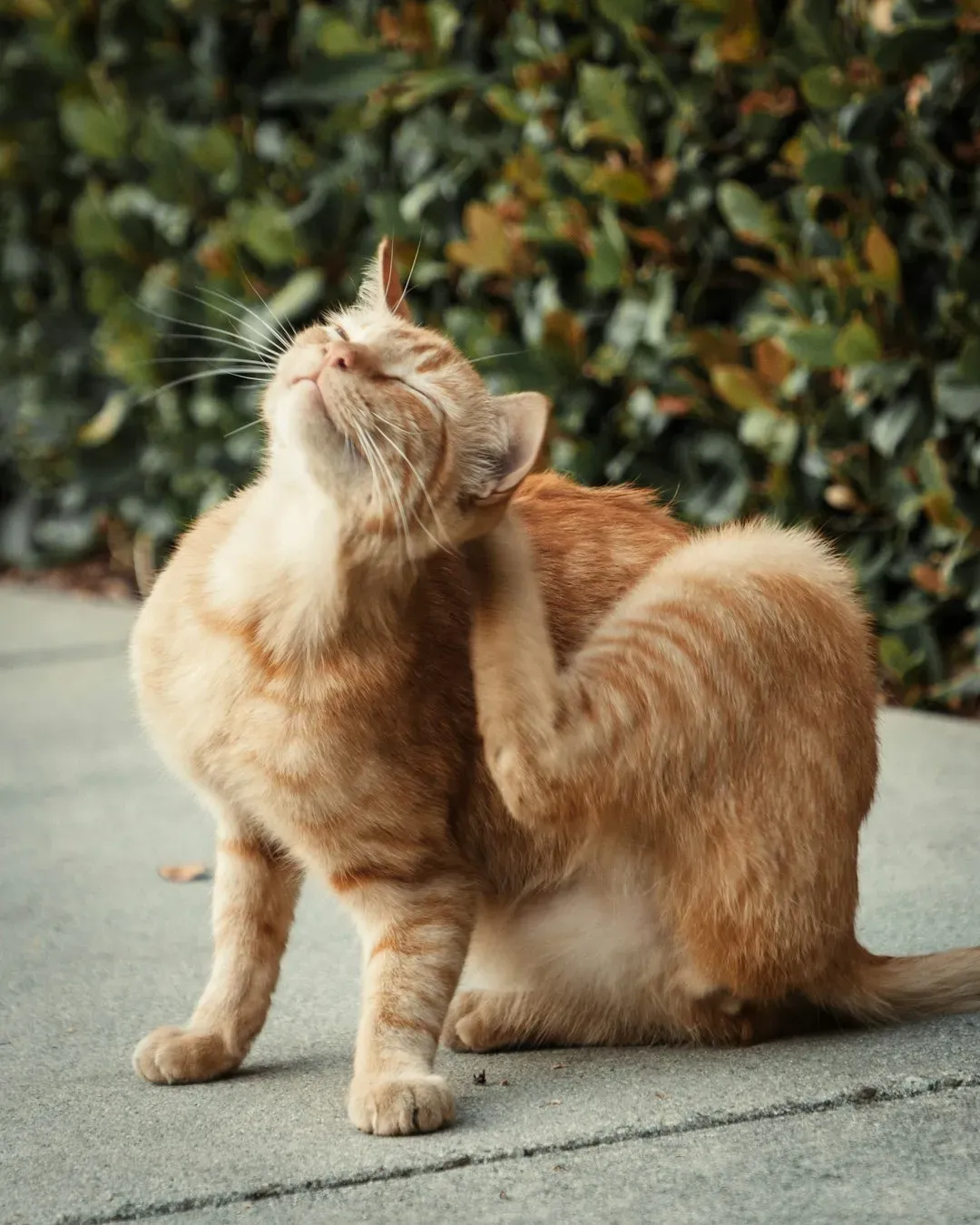 7 Things Cat Groomers Notice That Owners Often Miss - Our WabiSabi Life
