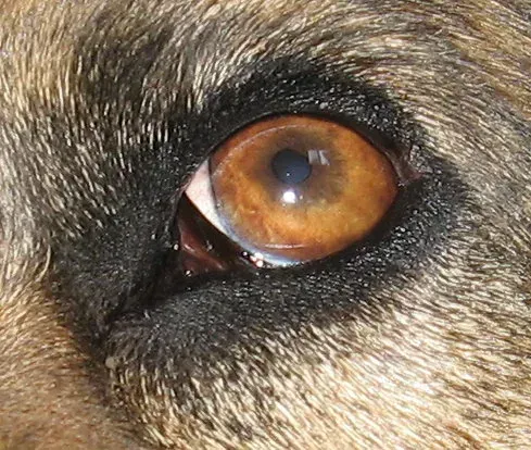 7. Cloudy eyes or vision trouble (By Booduh.JPG: Doggitydogs
derivative work: Anka Friedrich (talk), Attribution)