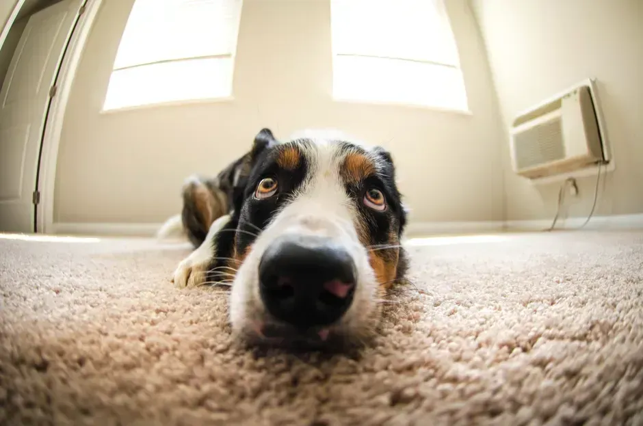 1. The smell of the house (Image Credits: Pexels)