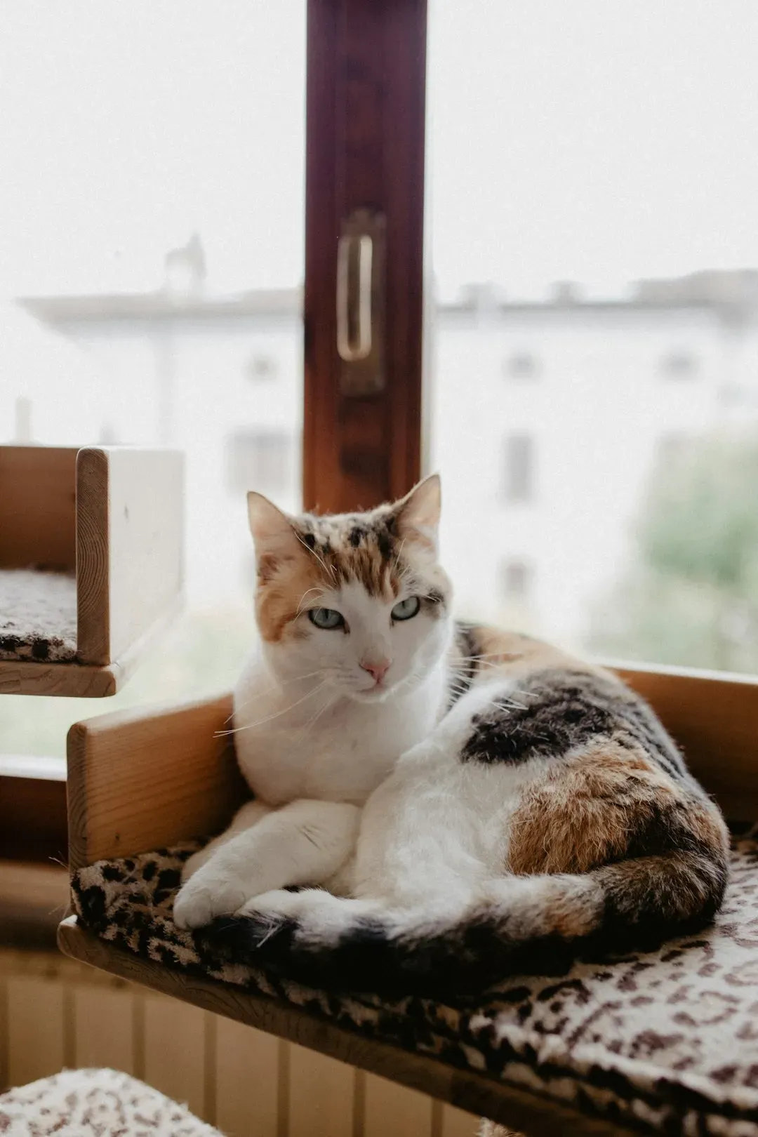 2. Intact Window Perches or Cat Trees (Image Credits: Unsplash)