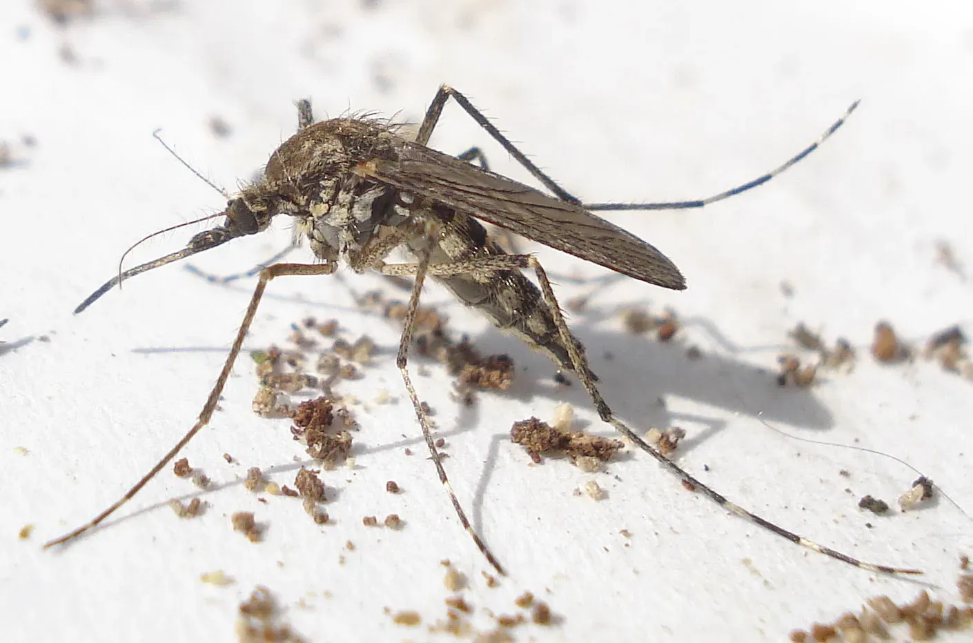 West Nile virus remains the region's biggest health concern (Diptera - Mosquito - Culex cf pipiens, CC BY 2.0)