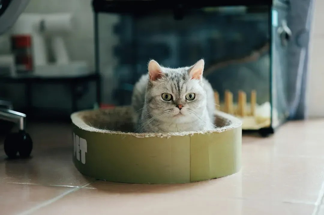 7. A cardboard box or laundry basket doubling as a pet bed (Image Credits: Unsplash)