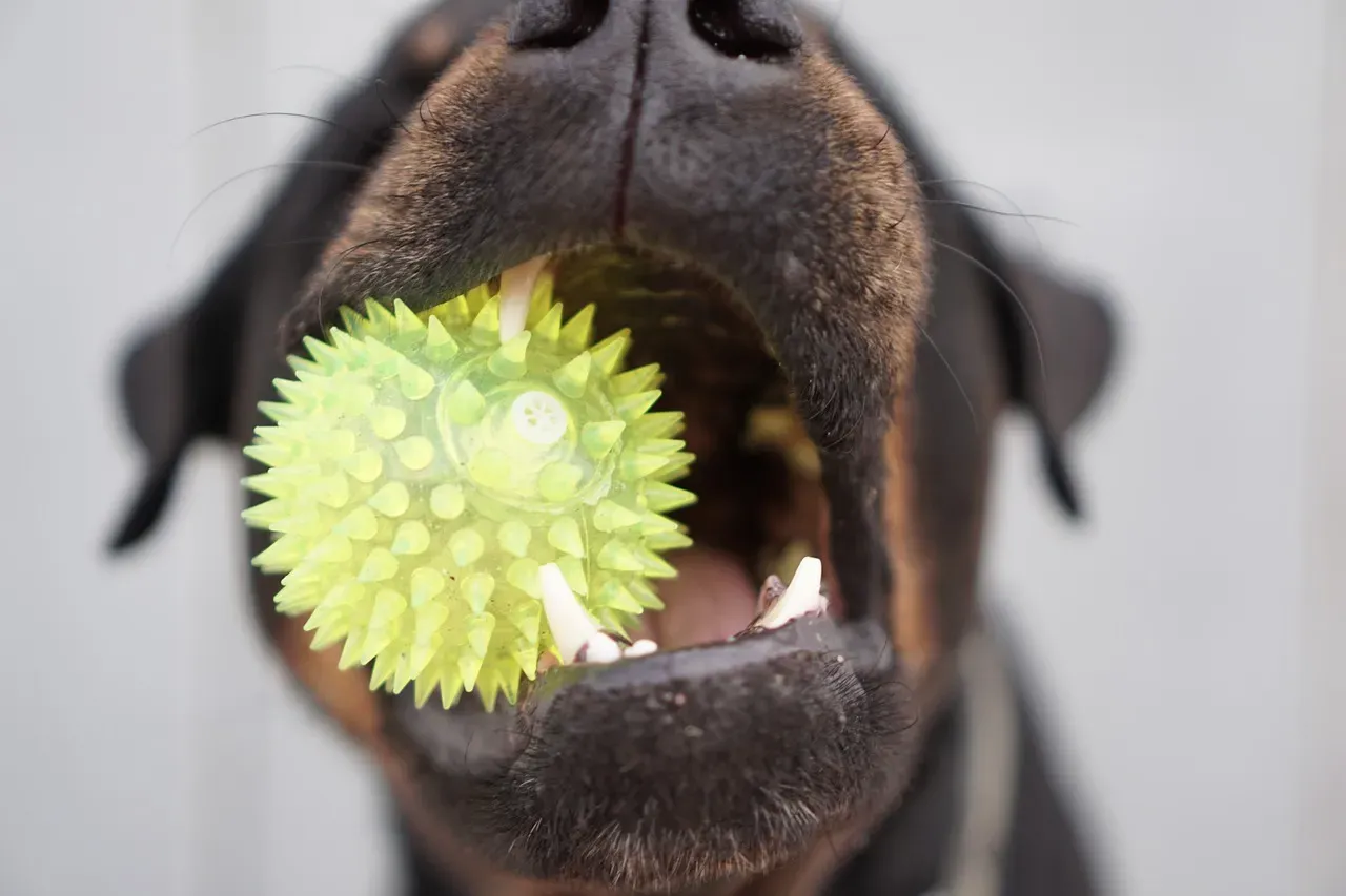 8. Cheap plastic toys and chews from unregulated sources (Image Credits: Pixabay)