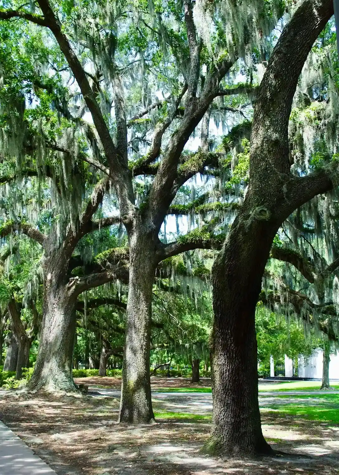 Savannah, Georgia: Spanish Moss, Squares, and Southern Charm (Image Credits: Unsplash)