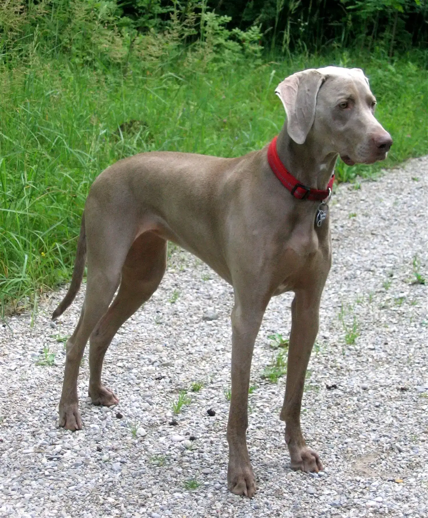 10. Weimaraner (By Rufus46, CC BY-SA 3.0)