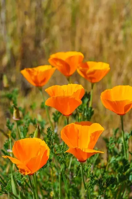 4. California Poppy (Image Credits: Pexels)