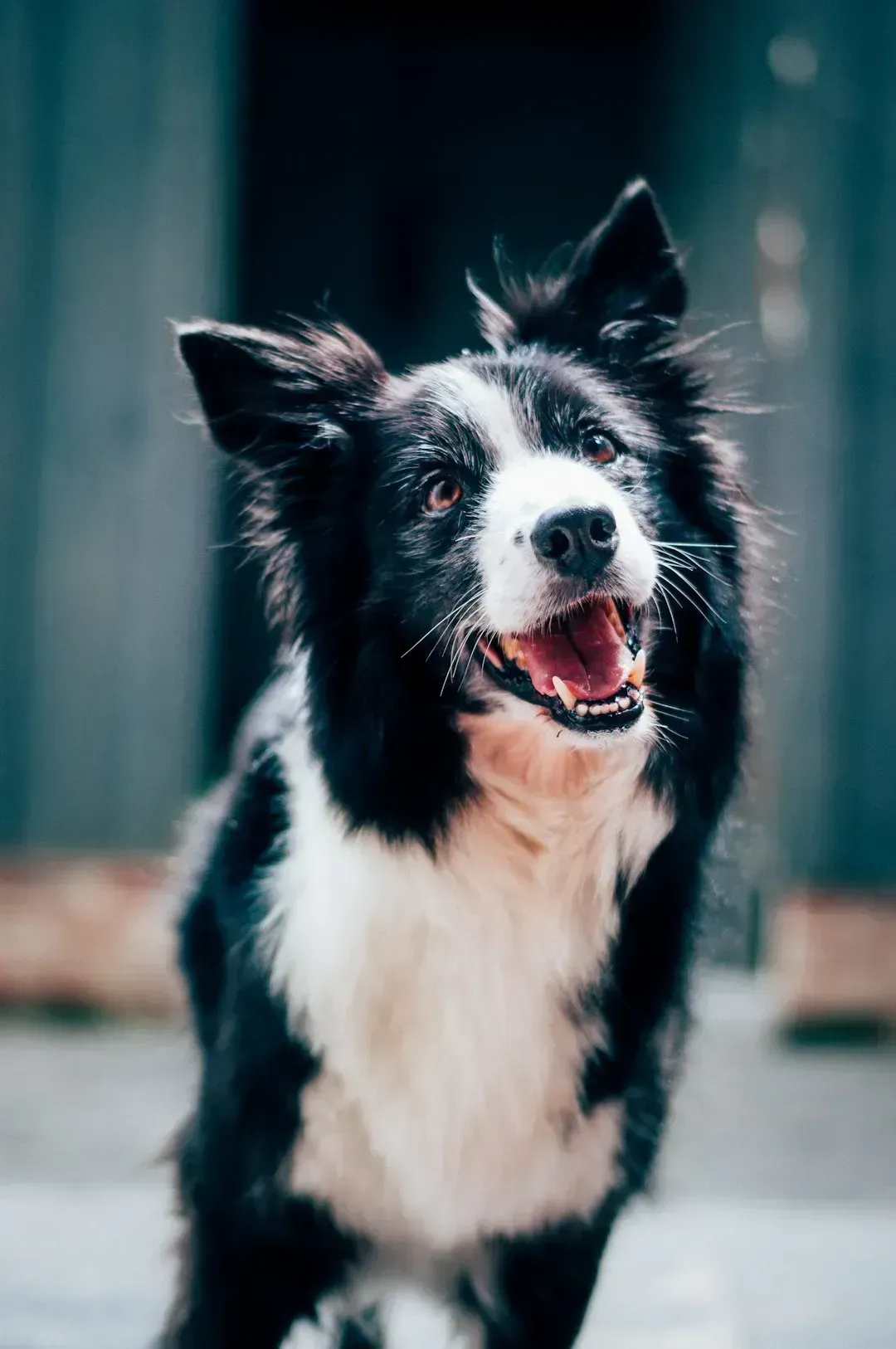 4. Their tail moves in slow, wide sweeps (Image Credits: Unsplash)