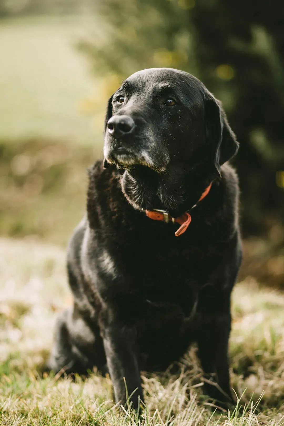 When Is a Dog Actually Considered Senior? (Image Credits: Unsplash)