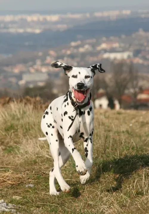 Dalmatian (By Le dalmatien, CC BY-SA 3.0)