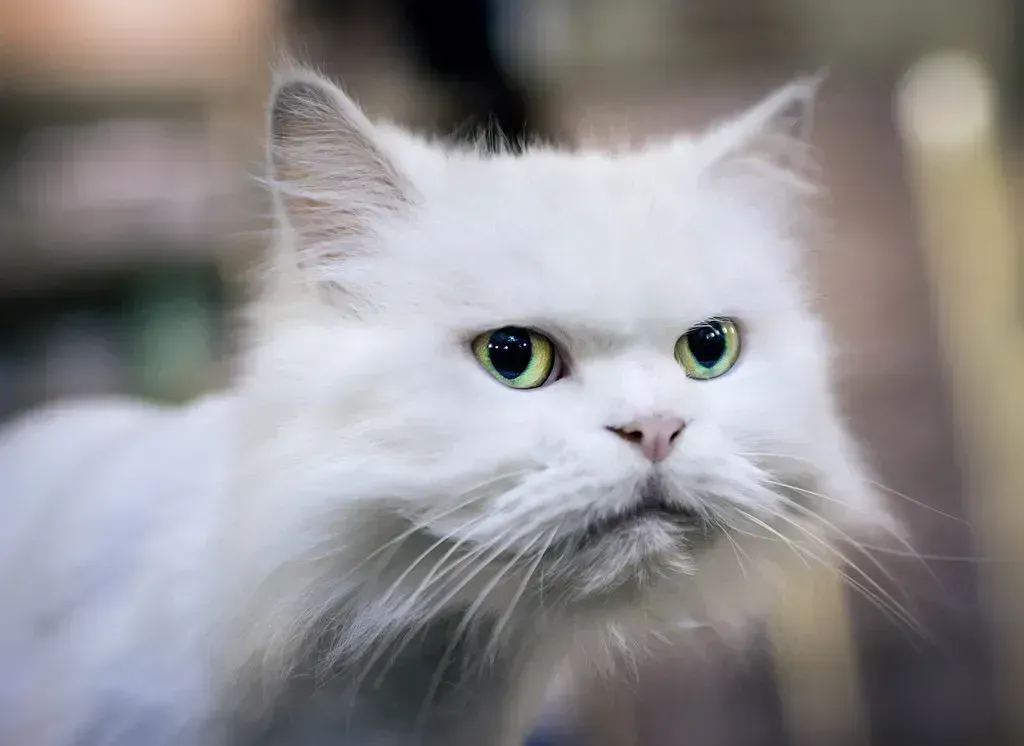 What Cats Are Really Up To (Pai Shih, Flickr, CC BY 2.0)