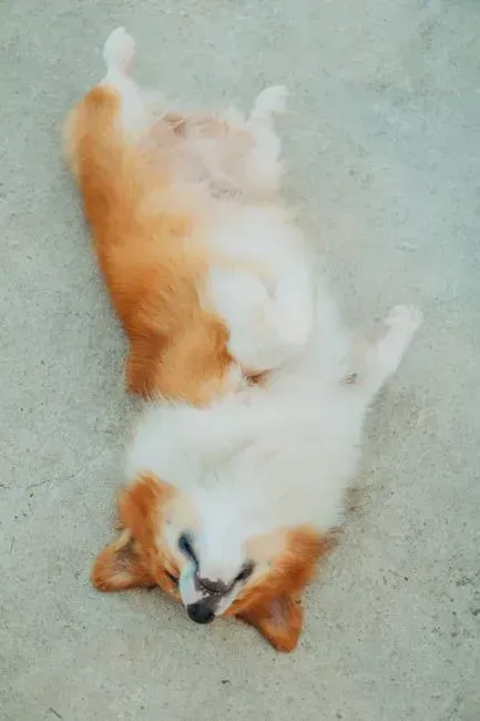 1. They sleep belly-up with their legs in the air (Image Credits: Pexels)