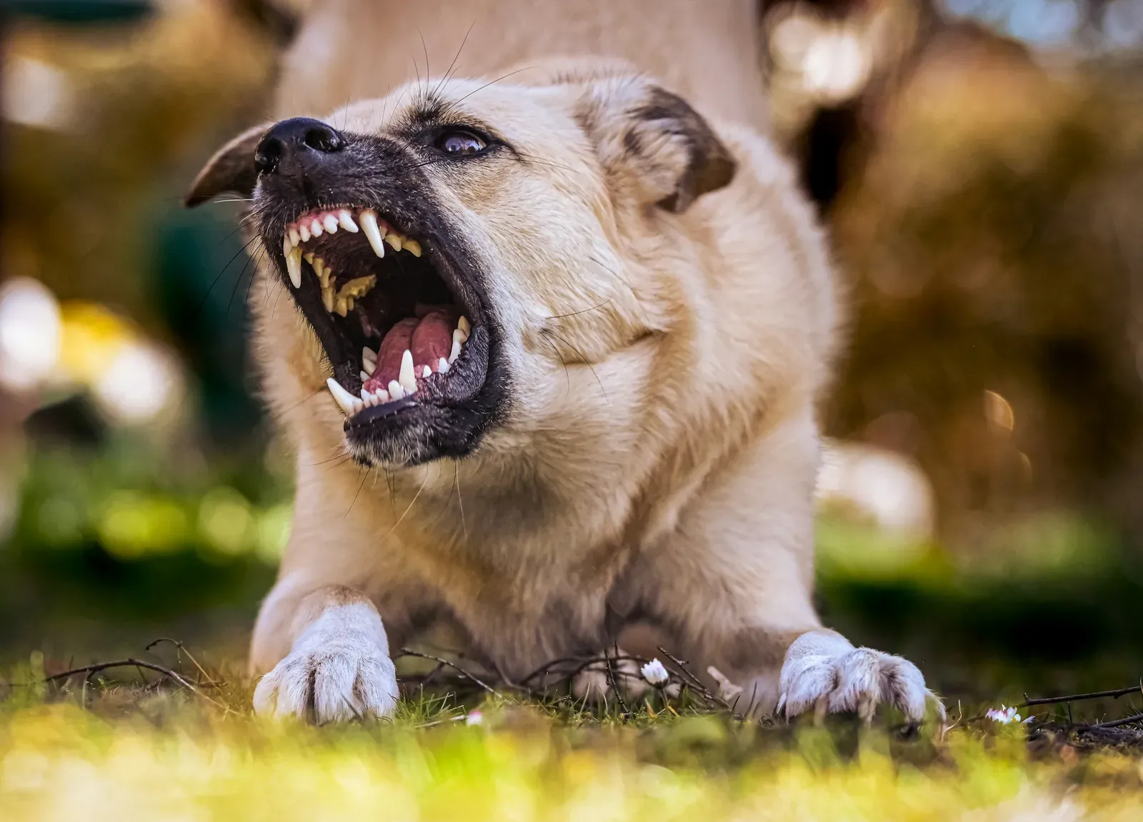 Don't Assume Your Dog Is Harmless (Image Credits: Unsplash)