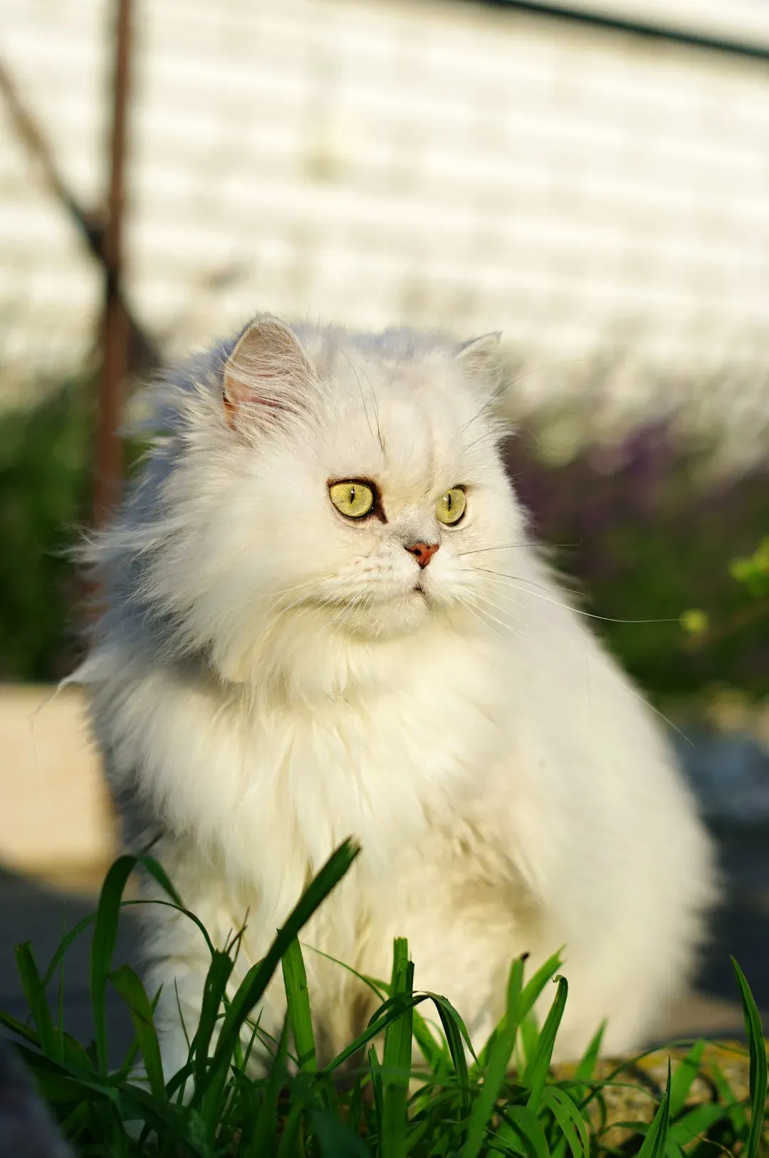 3. The Persian: The Resting-Grumpy-Face of the Cat World (Image Credits: Unsplash)