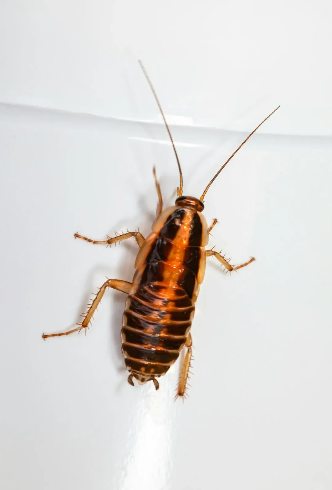 7. Pest Activity and the Conditions That Invite It (Image Credits: Unsplash)