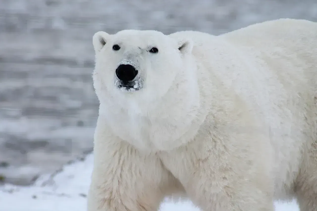 Polar Bears Have White Fur (Image Credits: Pixabay)