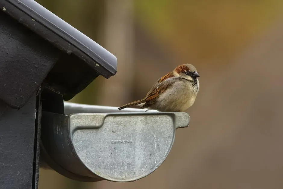4. Clogged or Damaged Gutters (Image Credits: Pexels)