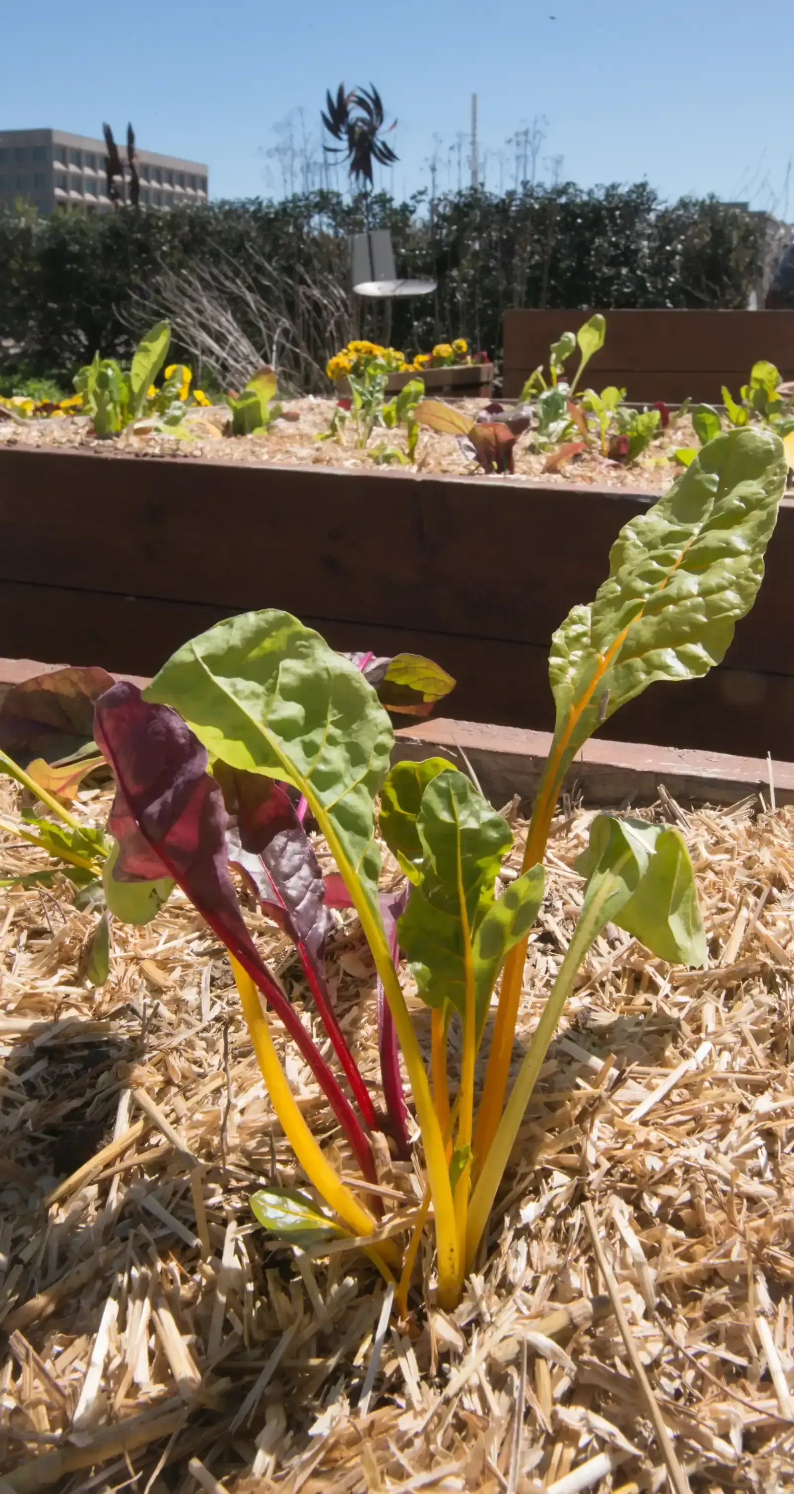 8. Ignoring Bare Soil in Garden Beds (Image Credits: 20160405-AMS-LSC-0820, Public domain)