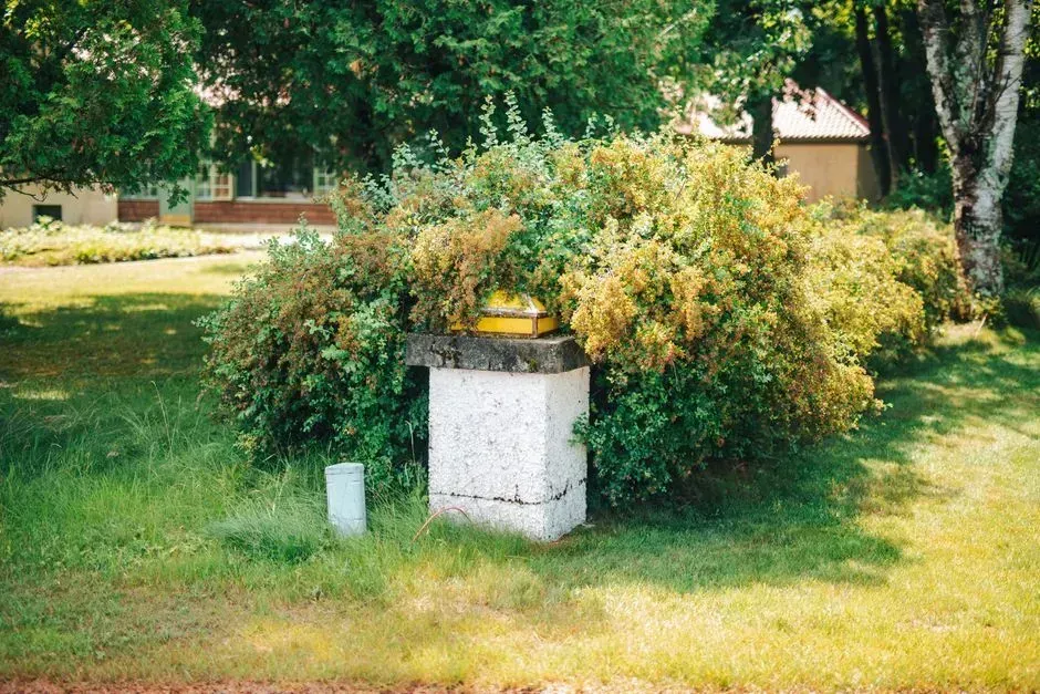 3. Overgrown Shrubs and Poor Exterior Lighting (Image Credits: Pexels)