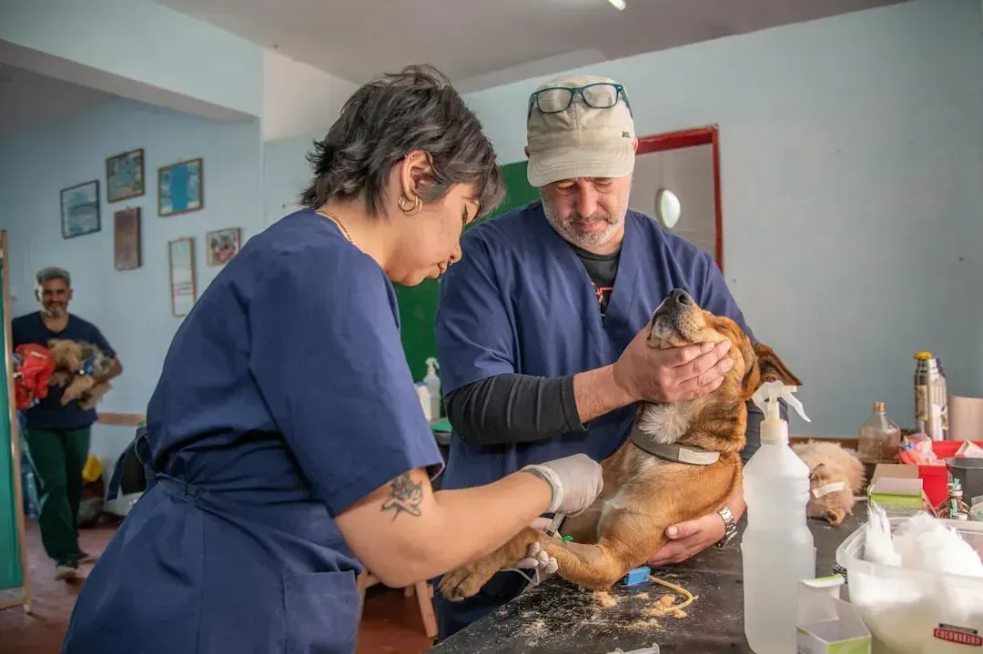 3. The Process of Euthanasia Is Painless and Gentle (Image Credits: Unsplash)