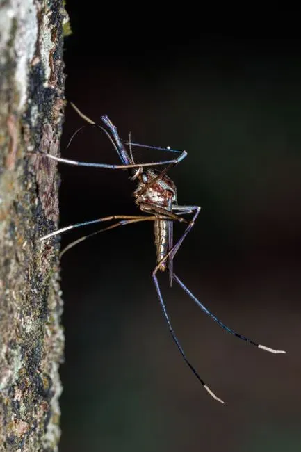 The invasive species changing the equation (Image Credits: Pexels)