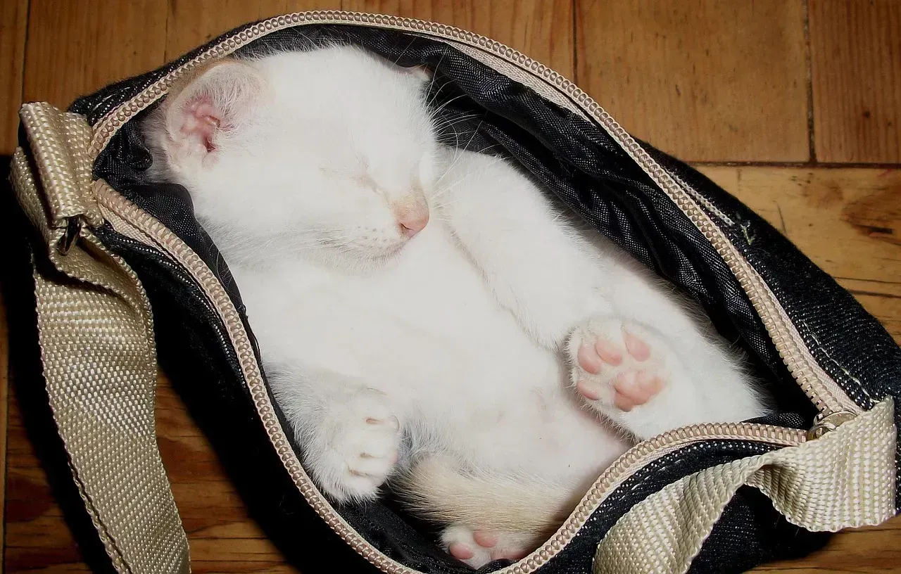 4. "Let the Cat Out of the Bag" (Image Credits: Pixabay)