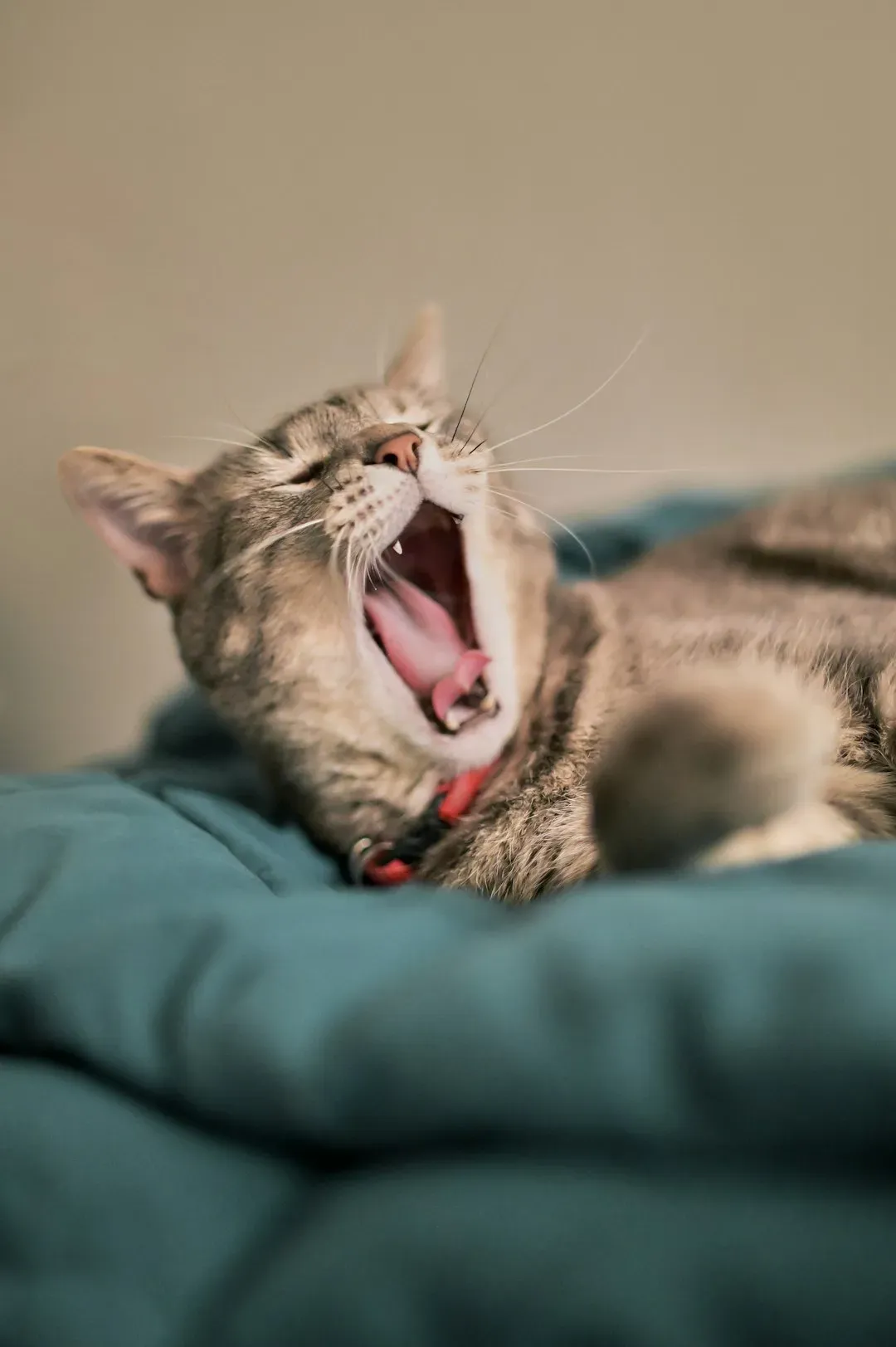 It's One of the Clearest Signs of Trust a Cat Can Offer (Image Credits: Unsplash)