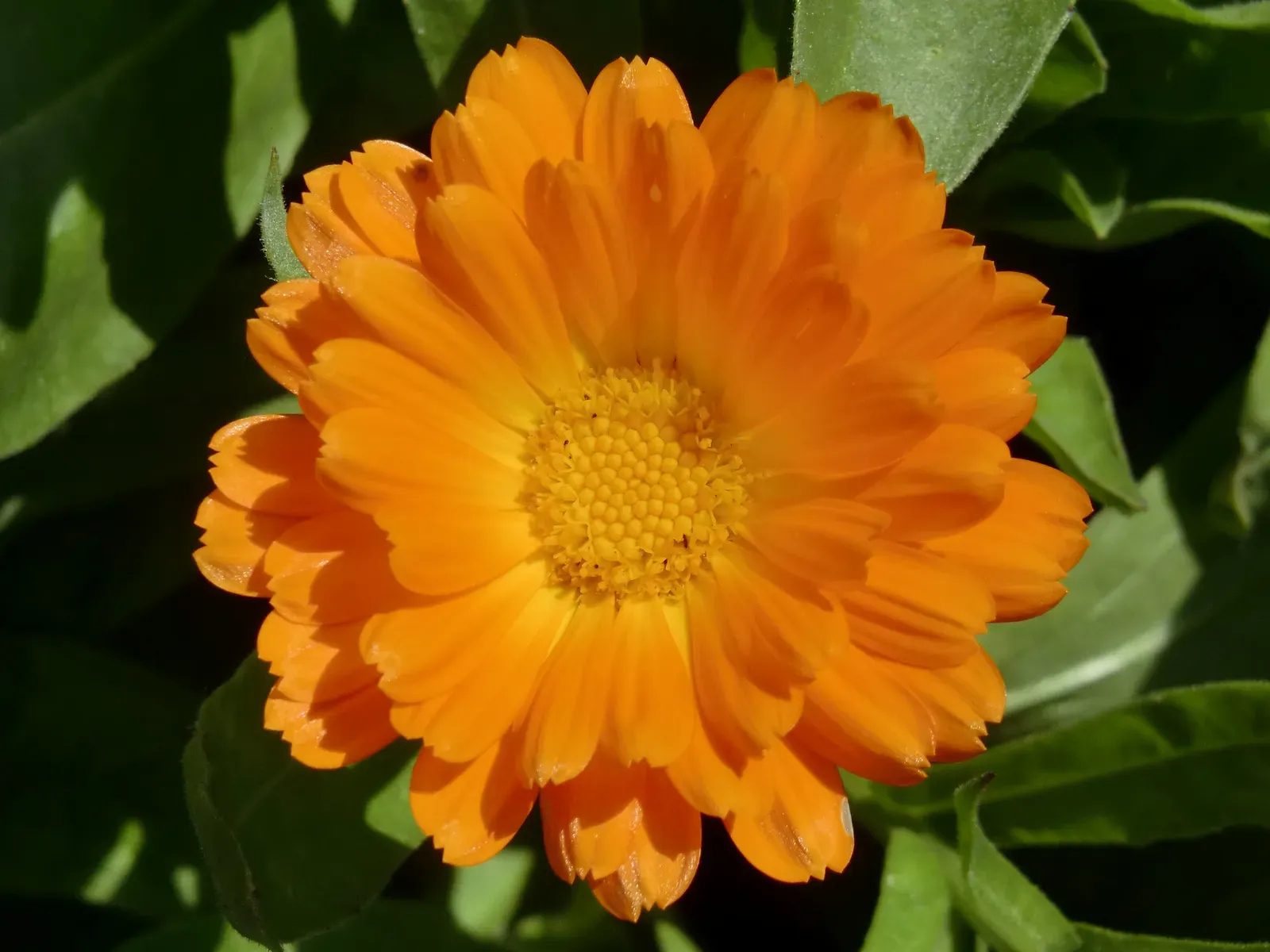 10. Calendula (By Kmtextor, CC BY-SA 4.0)