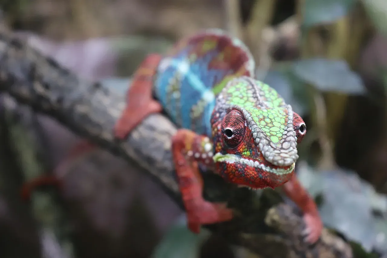 11. Chameleons Change Color to Camouflage Themselves (Image Credits: Pixabay)
