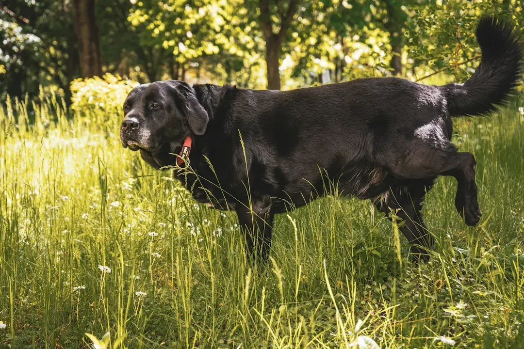 Bringing a Female Dog in Heat (Image Credits: Unsplash)