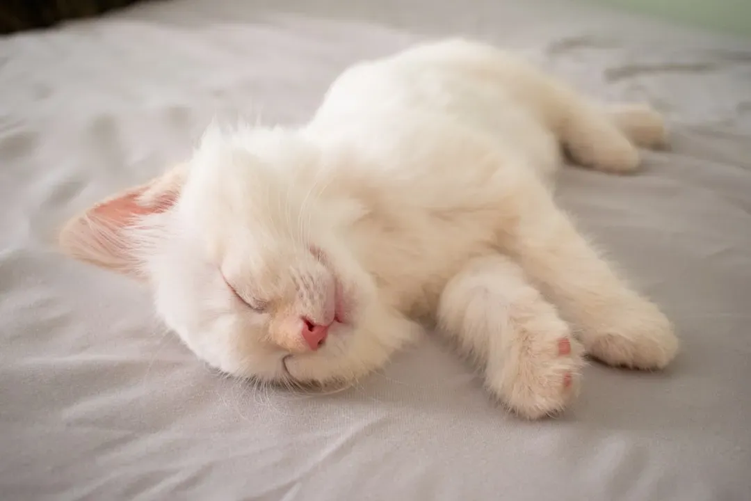 Your Cat May Be Responding to Stress or Environmental Change (Image Credits: Unsplash)
