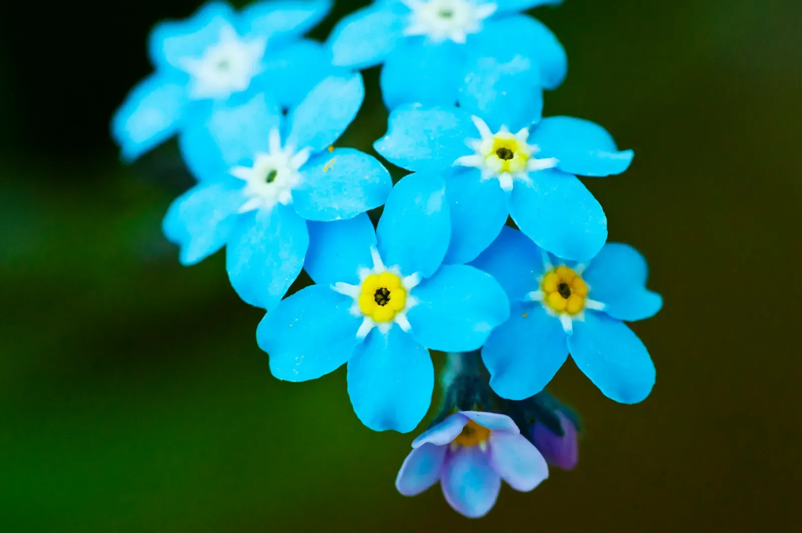 7. Forget-Me-Not (By Rude, CC BY-SA 3.0)