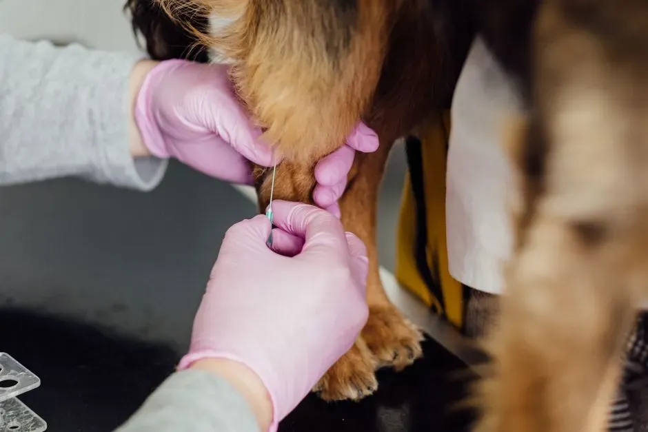 Safety and Comfort of the Procedure (Image Credits: Pexels)