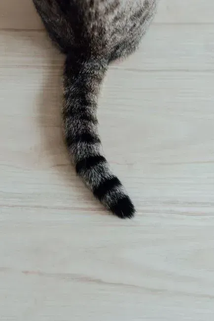 6. Tail Thumping While Being Petted - A Warning, Not Enthusiasm (Image Credits: Pexels)