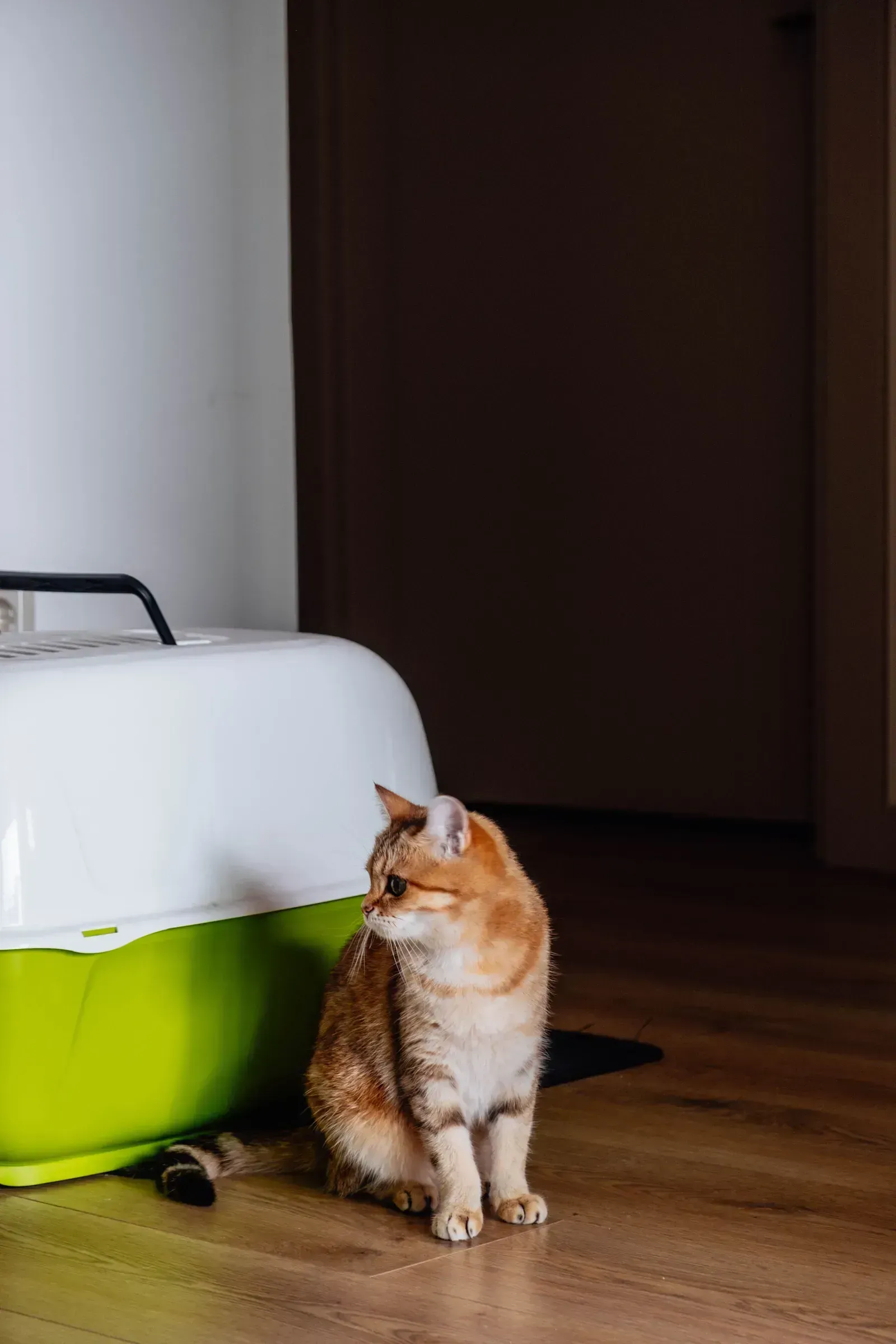 Litter Box Basics: 7 Setup Mistakes Cat Owners Commonly Make - Our ...