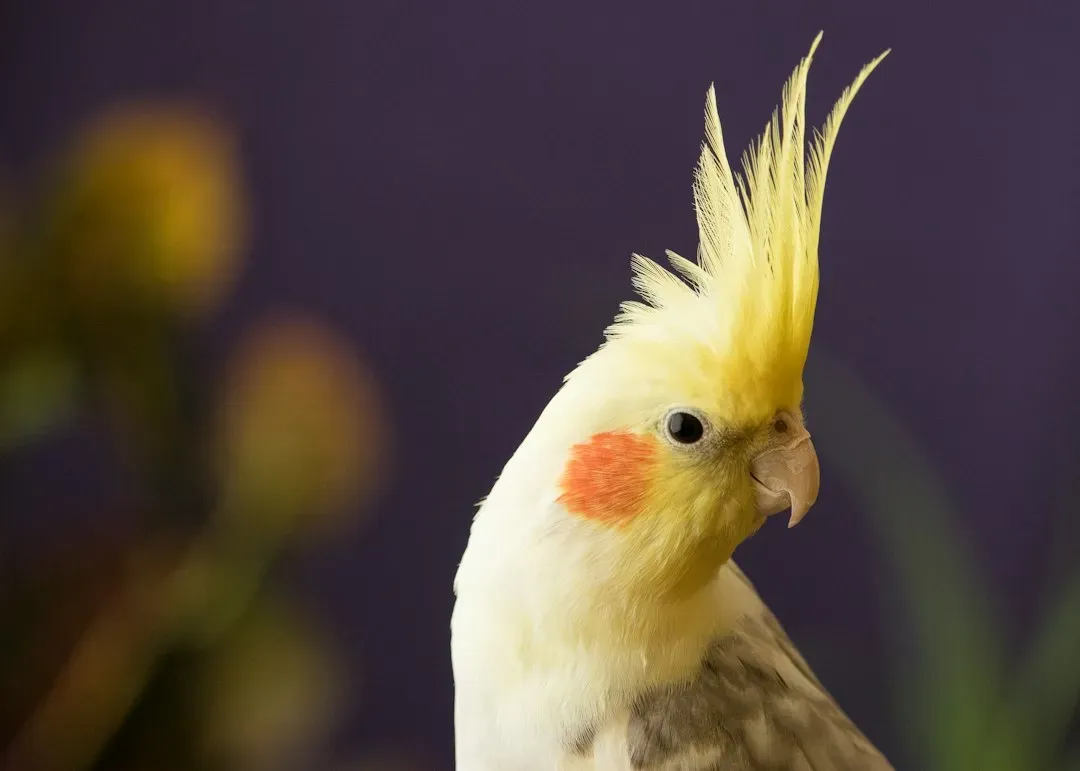 Cockatiel (Image Credits: Unsplash)