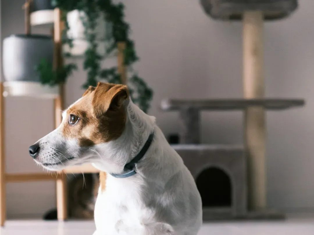 Why Microchips and Collar Tags Work Better Together (Image Credits: Unsplash)