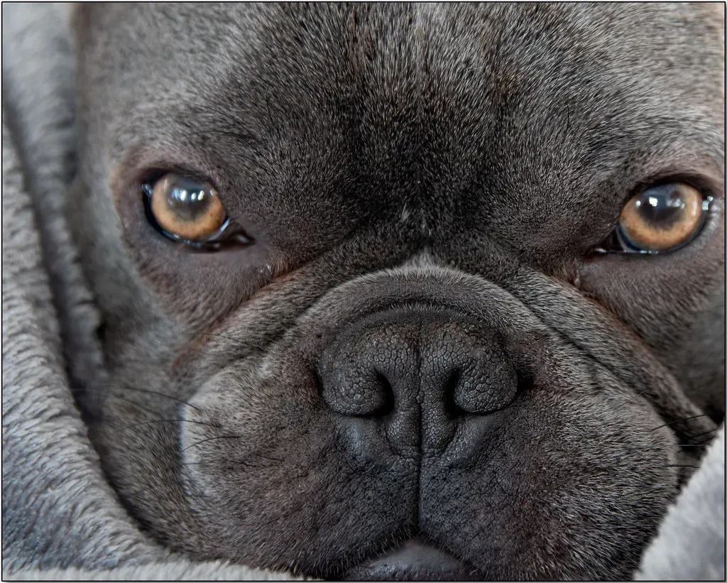 French Bulldog (The Hidden Hide with Ray, Flickr, CC BY 2.0)