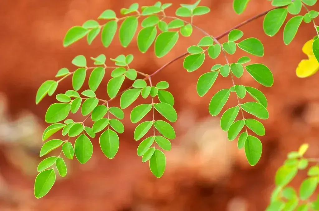 Moringa (Hari Prasad Nadig, Flickr, CC BY-SA 2.0)