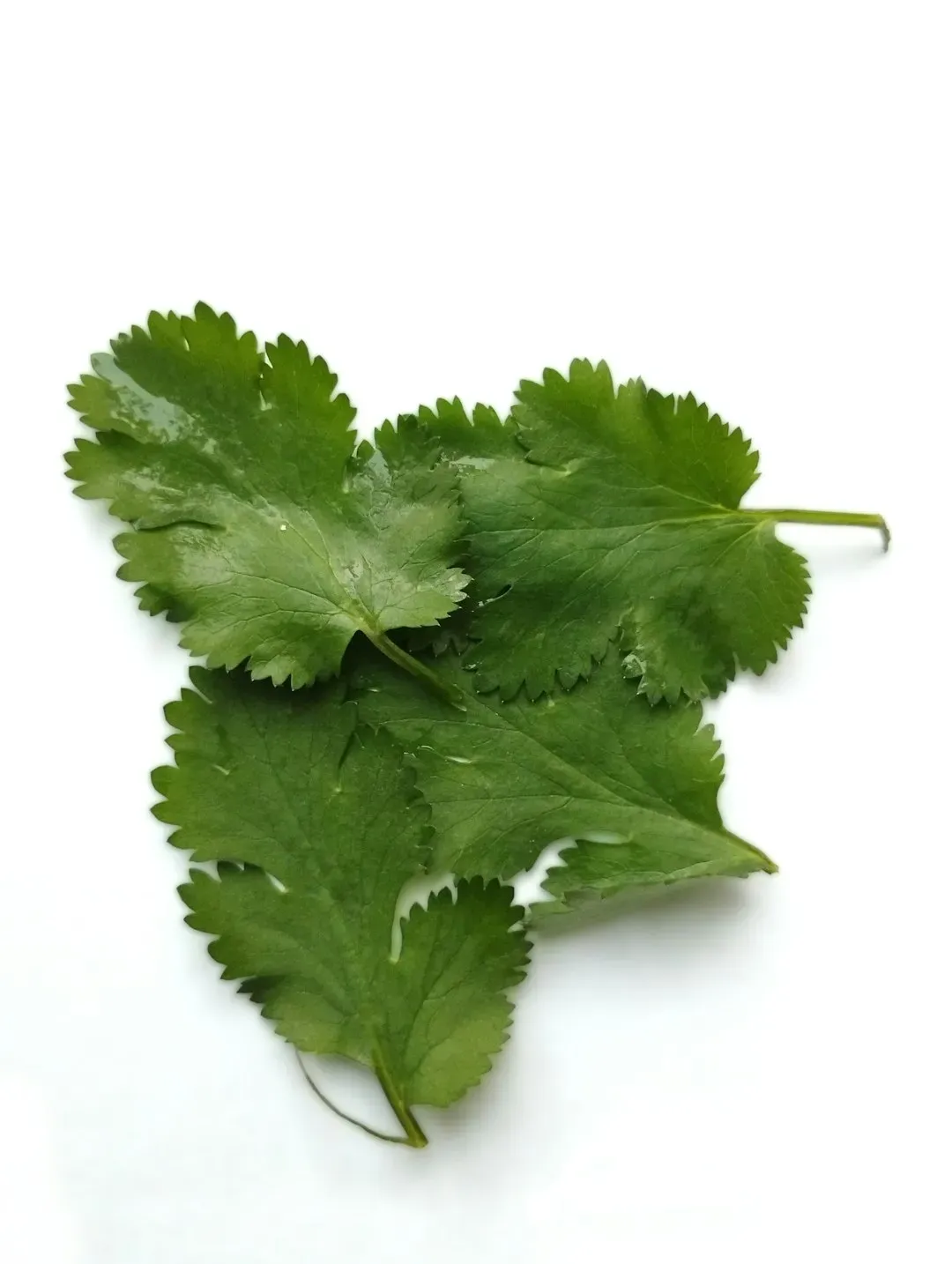 2. Cilantro (Image Credits: Unsplash)