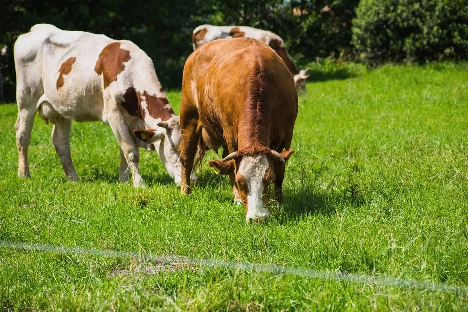 Understand Grass Fed, Grain Finished, and Other Labels (Image Credits: Pexels)