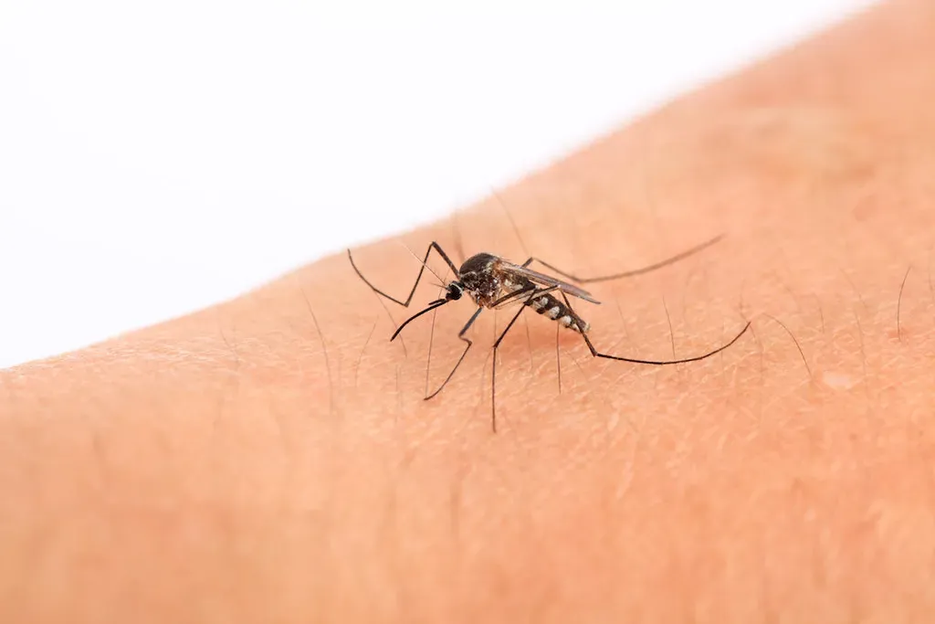 The health stakes go well beyond itchy bites (alexiscoudret1, Flickr, CC BY-SA 2.0)