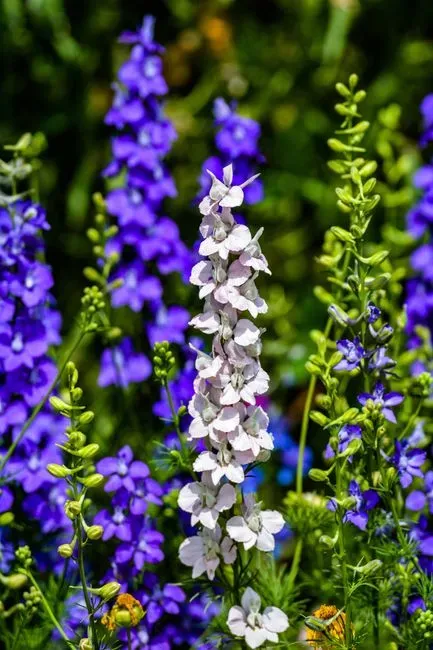 5. Larkspur (Image Credits: Pexels)