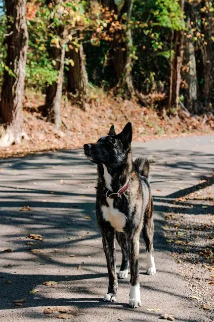 Kai Ken: Mountain Boar and Deer Hunter (Image Credits: Pexels)
