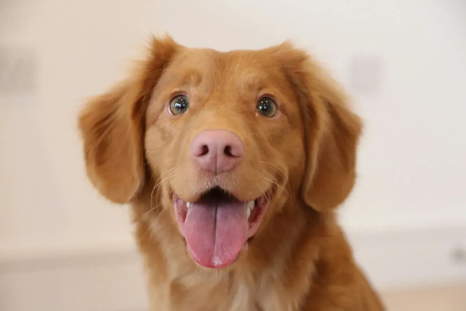 Ears Pinned Back and a Tense Face (Image Credits: Unsplash)