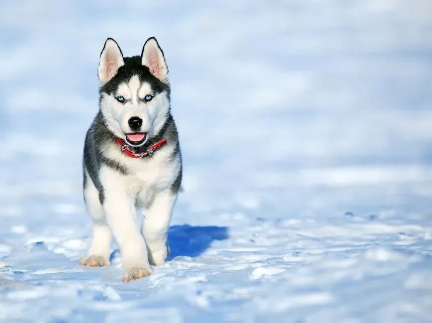 Siberian Husky (Image Credits: Pexels)