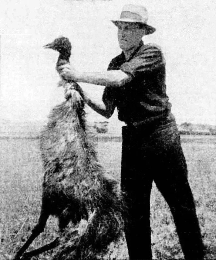 5. The Great Emu War of Australia, 1932 (Image Credits: The Land Newspaper, Public domain)