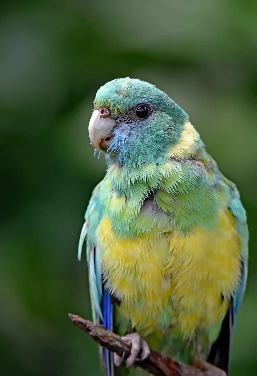 Parrotlet (Image Credits: Unsplash)
