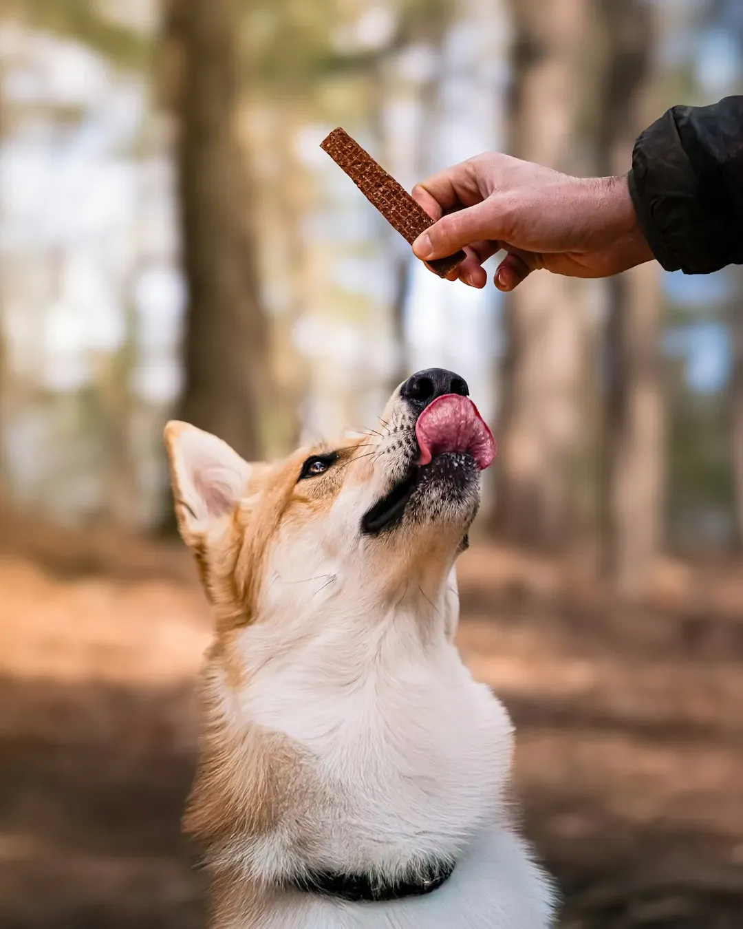 Carrying Food and Treats Into the Play Area (Image Credits: Unsplash)