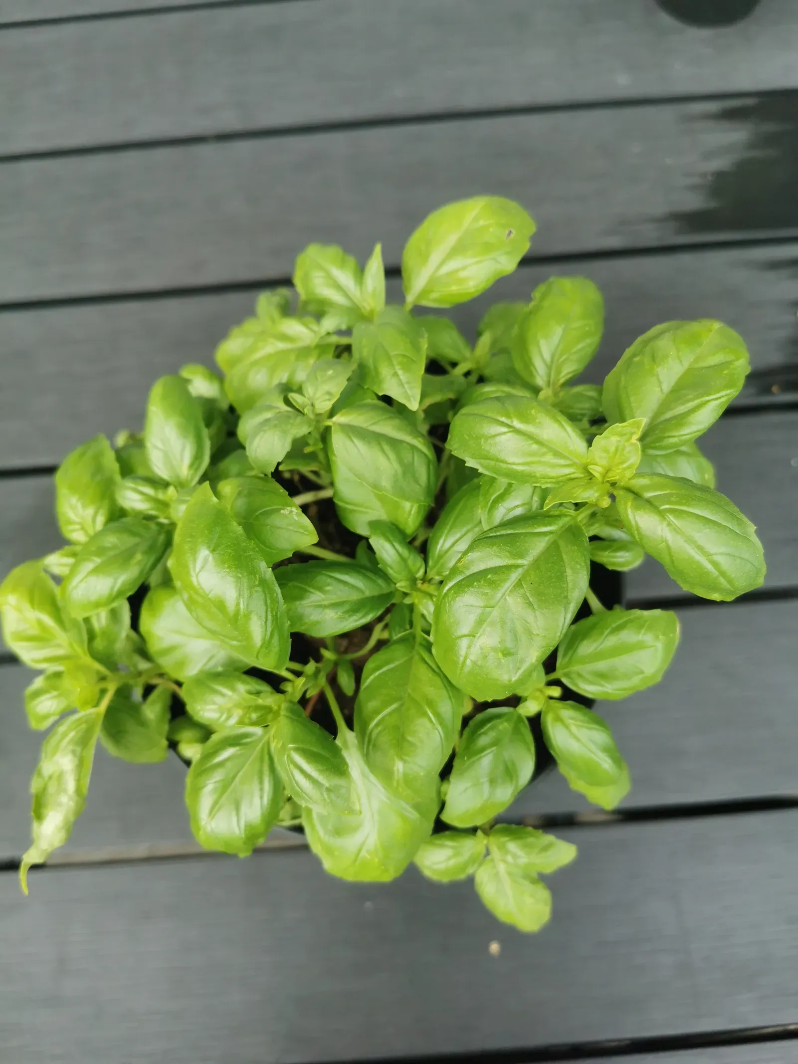 1. Basil (By Netha Hussain, CC BY-SA 4.0)