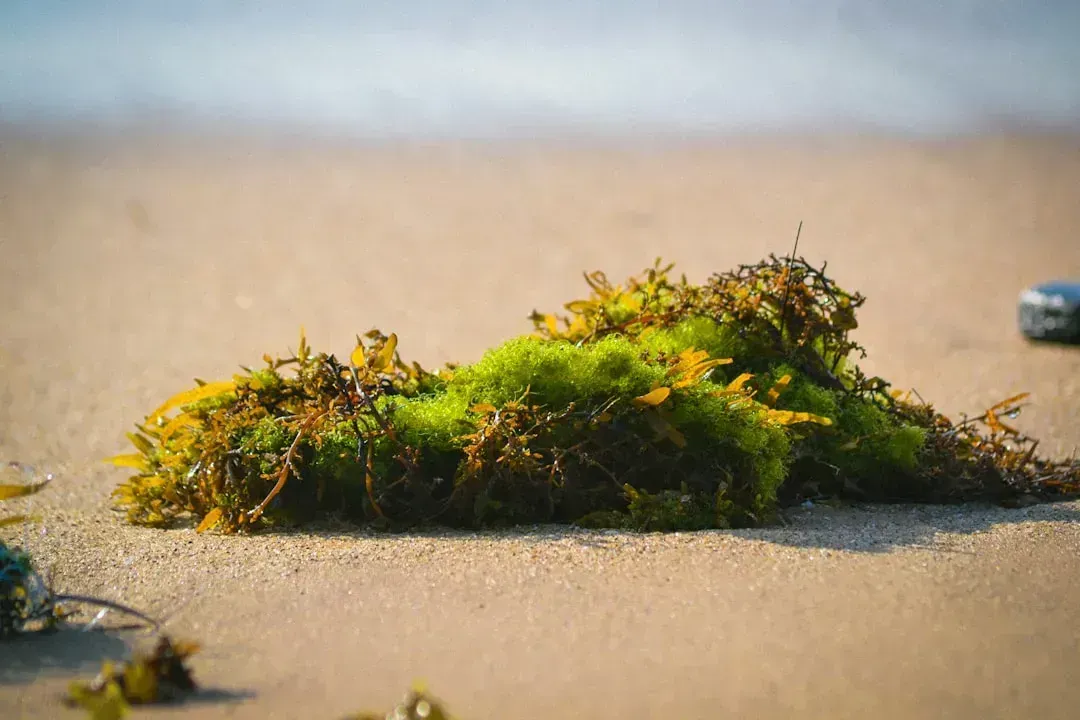 Sea Moss (Image Credits: Unsplash)
